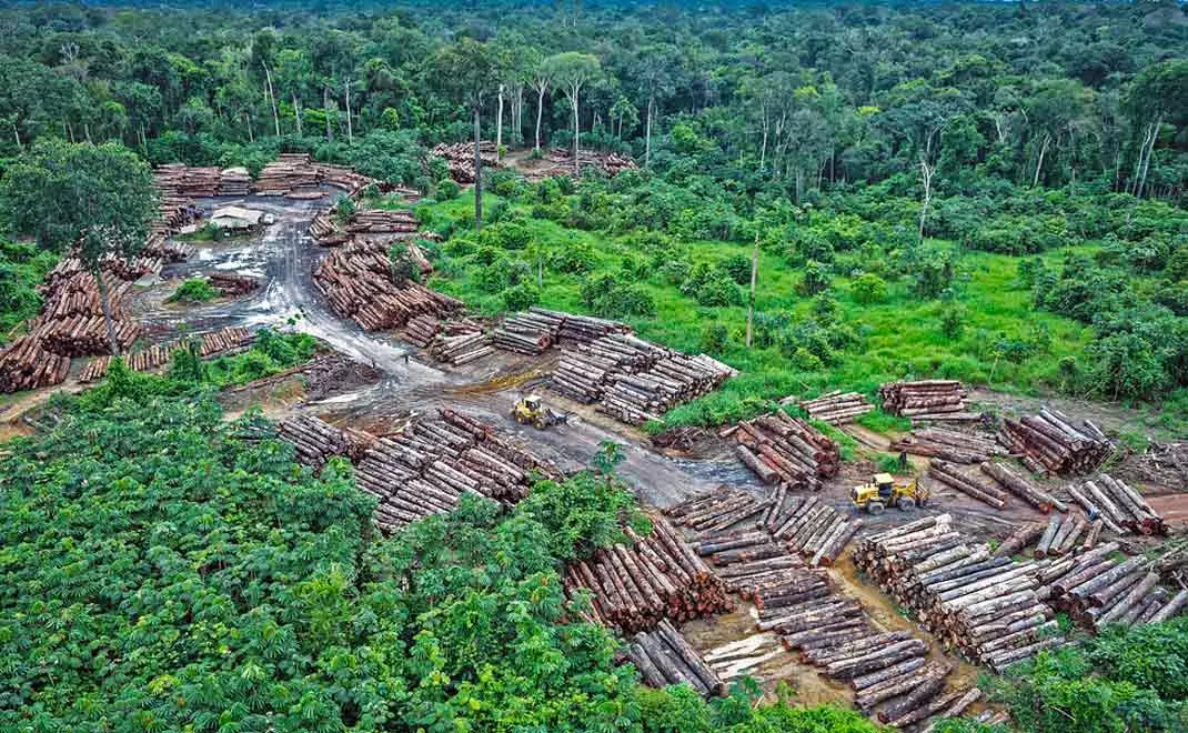 Deforestasi Hutan Amazon Terus Berlanjut: Mampukah Presiden Lula Mengakhiri Isu Ini?