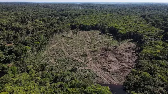 Deforestasi Amerika Selatan: Isu Lingkungan Terbesar di Kawasan