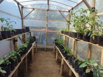 bagian dalam greenhouse bambu