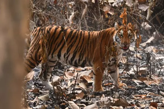 Album Asia: Mengintip harimau Benggala yang tersesat di India